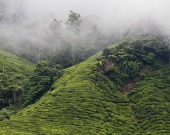 teaplantage in malaysia