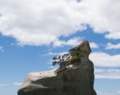 new zealand