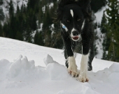 dog in snow