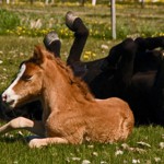 Gleðilega páska! Fotogruß zu Ostern